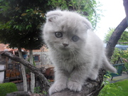 Шотландская вислоухая кошечка.