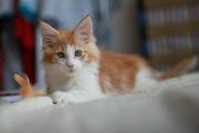 Чистокровный мейн-кун рыжий с белым биколор, Comedy-cat, Киев