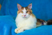 Девочка трехцветка в питомнике Comedy Cat
