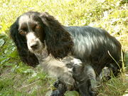 Русский спаниель