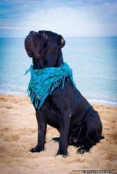 щенки кане корсо