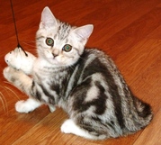 Сладкий котенок Арбузик! Крупный и имеет очень четкий рисунок, (ns 22)