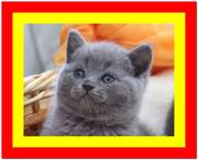 Британский котенок, британец купить