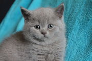 Голубой британский котенок