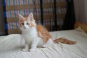 Чистокровный мейн-кун рыжий с белым биколор