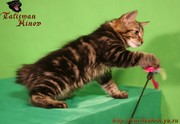 Элитные котята курильского бобтейла! Шоу-класс!