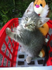 Отдам даром котят хорошим людям