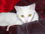 Кошка Ромашка ищет дом!