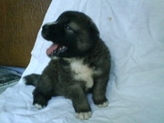 Щенки породы Кавказская овчарка