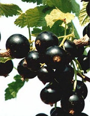 чёрная смородина сорт титания.рубен