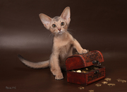 Абиссинский котенок(шоу-класс) - американский тип, питомник Sunrisе