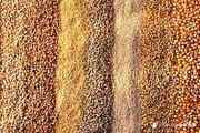 Куплю зерноотходы любые (зерновые,  масличные, зернобобовые) зерносмеси,   некондиционное прелое,  зараженое сажкой-головнёй,  битую,  с запахом