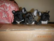 Французские бульдожки  продаются в г.Умань.