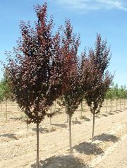 Слива Писсарди для ландшафтного дизайна