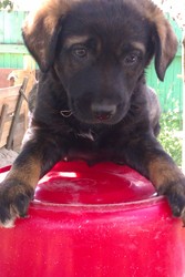 отдам даром щенка!!!