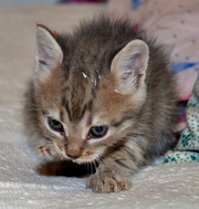 подарю котика