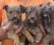 Щенки породистой помеси в добрые руки!