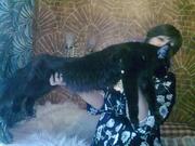 Вязка. Восхитительный МЕЙН-КУН