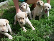 Алиментный щенок лабрадора ретривера c документами