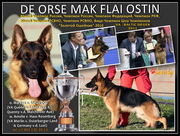 Шикарнейшая подрощенная девочка от титулован.родителей, питомник КСУ