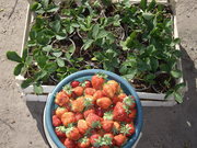 Рассада клубники ремонтантной в стаканчиках. Королева Елизавета 2,  Аль