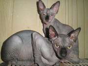 Канадский сфинкс