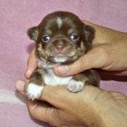 супер-мини щенки чихуа-хуа от титулованых родителей