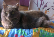 Отдам даром кошку русская голубая