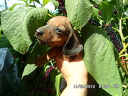 Продам щенков миниатюрной(карликовой) таксы