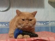 красный табби приглашает на вязку вислоухих кошек