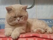 вязка кошек