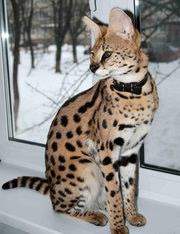 Изумительные ручные котята африканского сервала