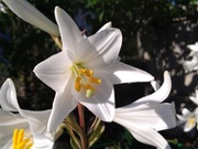 Растения для адаптированные для открытого грунта