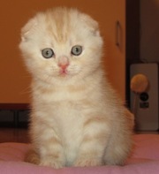 ПРОДАЖА, Киев Сынок нашего Мартина: Leonardo Jasmin (Леонардо Ясмин) S