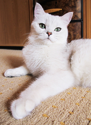 Элитные котята Британская шиншилла