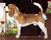 щенки бигля от родителей из Дании