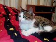 Котенок мальчик ищет дом