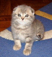 Вислоухий котенок Айла, от лучших родителей, потенциальный шоу класс,