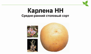 Карлена-качественный сорт картофеля