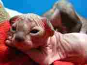 Две кошечки канадского сфинкса