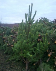 Сосна Новогодняя