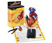 Модель сердца человека