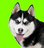 На сайте + Видео. Щенки сибирской хаски,  серые и черные голубоглазки.