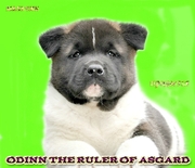 На сайте,  видео. Щенки  мощной и грациоозной ам. акиты. 