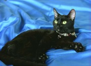 Черненькой нежной принцессе Очень нужен дом! 8 мес. Откликнитесь!