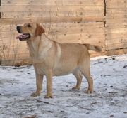 продам палевого лабрадора