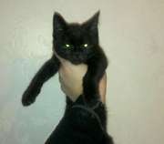 Котенок мальчик.Окрас черный. Мама Британка. Отдам в добрые руки.