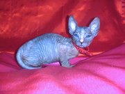 Кошечки голые и велюрочки.ДОСТАВКА