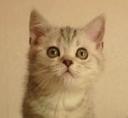 Lafina, скоттиш страйт, шоколадный мрамор на серебре, ДР 24.10.2013, в