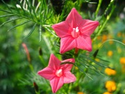 Семена садовых цветов-однолетников